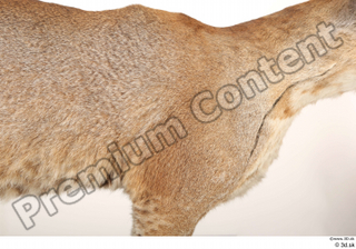 Asian golden cat Catopuma Temminckii body chest fur 0001.jpg